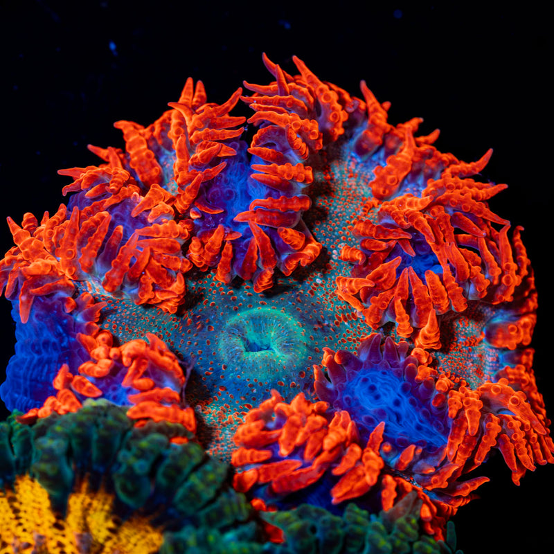 Rock Flower Anemone with colorful oral disc in reef aquarium