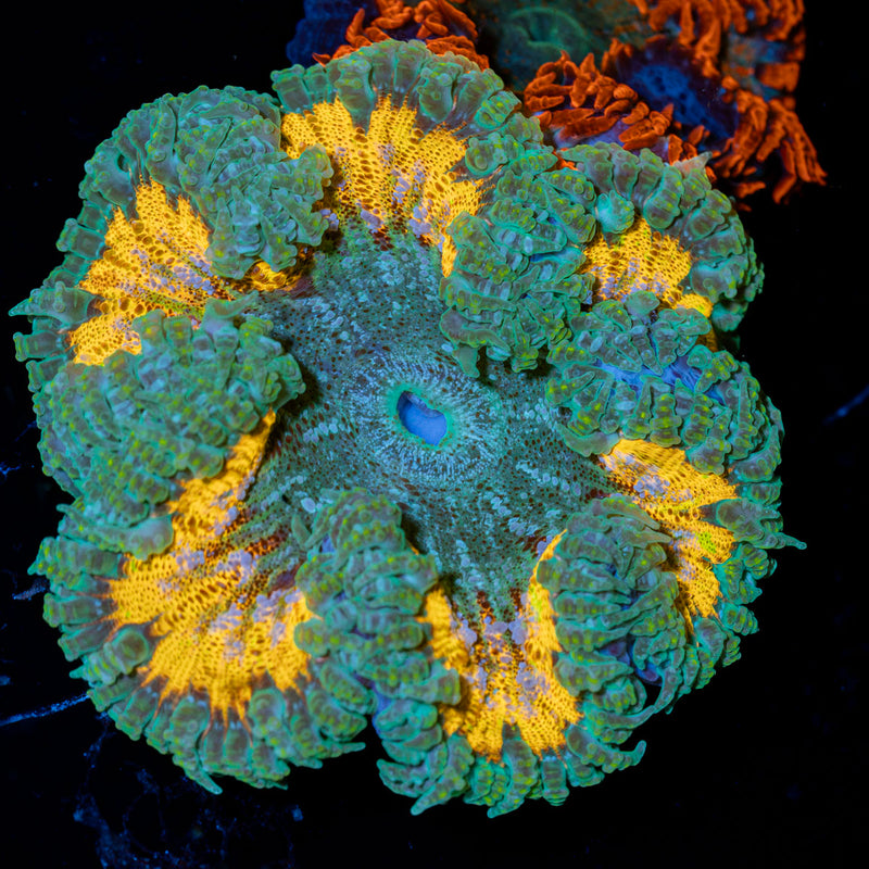 Rock Flower Anemone with colorful oral disc in reef aquarium