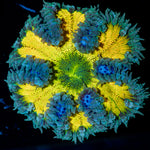 Rock Flower Anemone with colorful oral disc in reef aquarium