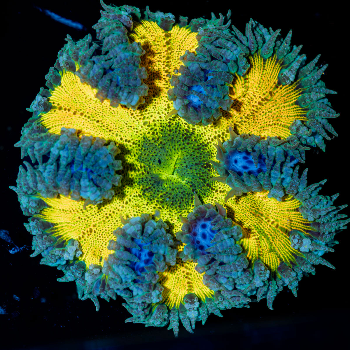 Rock Flower Anemone with colorful oral disc in reef aquarium