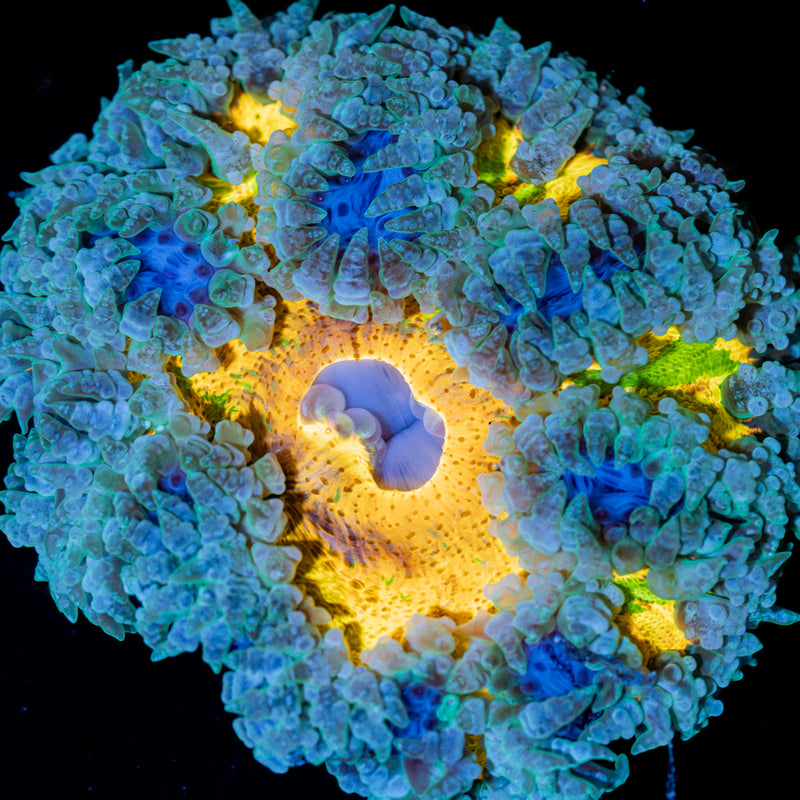 Rock Flower Anemone with colorful oral disc in reef aquarium