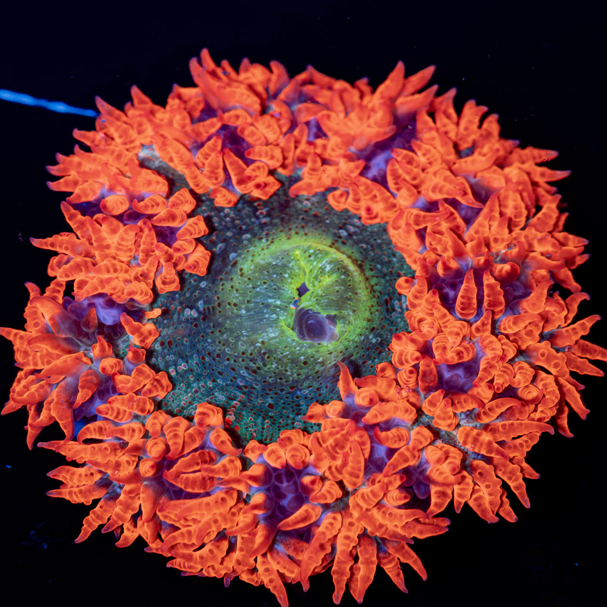 Rock Flower Anemone with colorful oral disc in reef aquarium