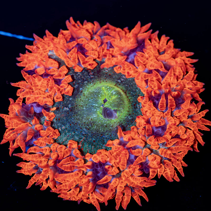 Rock Flower Anemone with colorful oral disc in reef aquarium