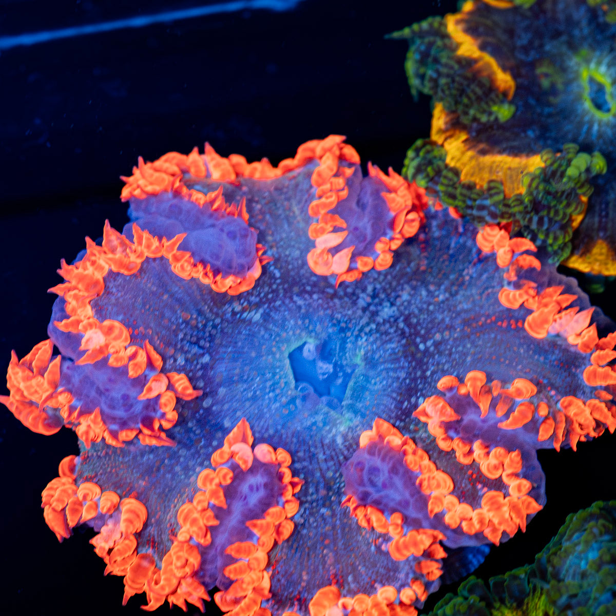 Rock Flower Anemone with colorful oral disc in reef aquarium