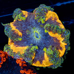 Rock Flower Anemone with colorful oral disc in reef aquarium