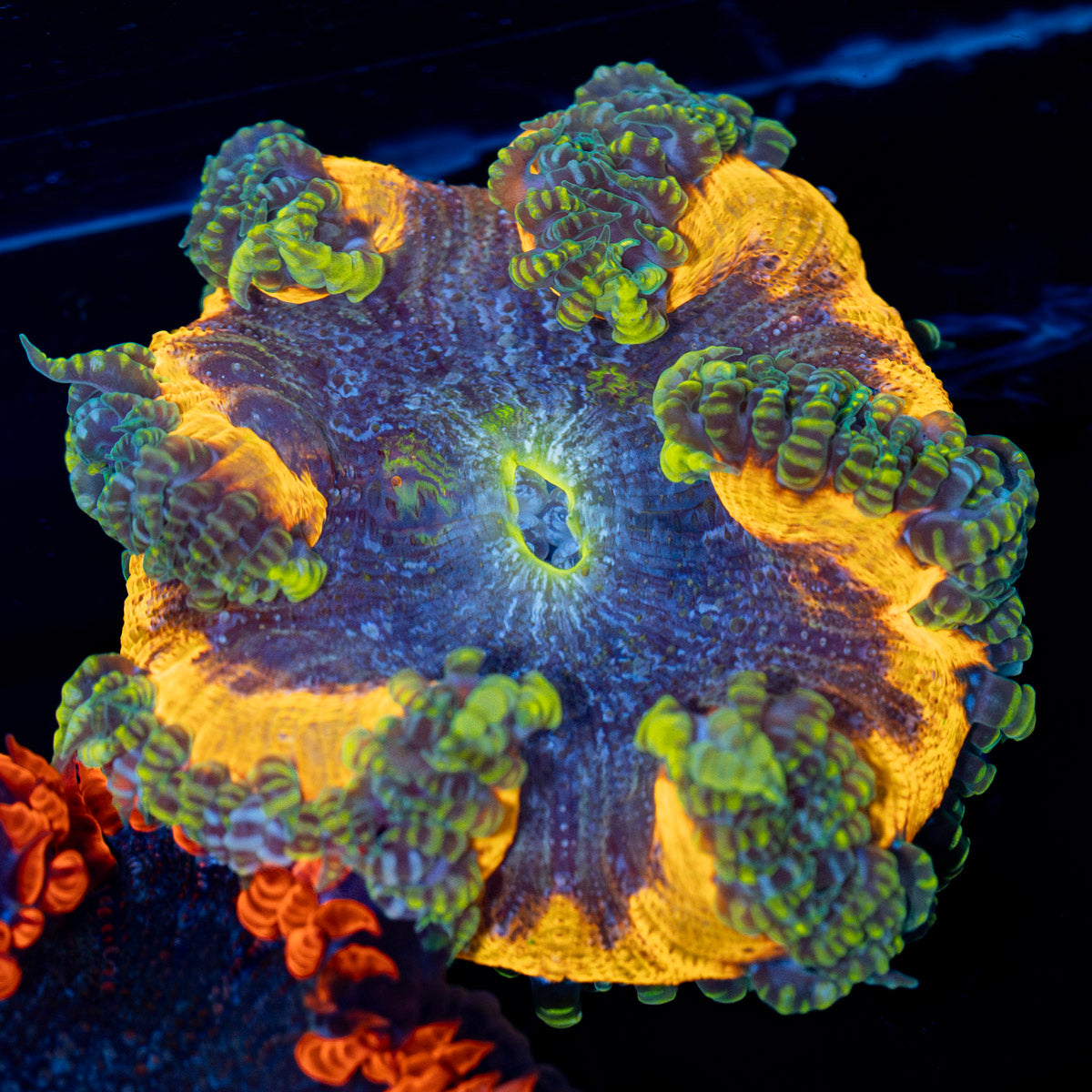 Rock Flower Anemone with colorful oral disc in reef aquarium