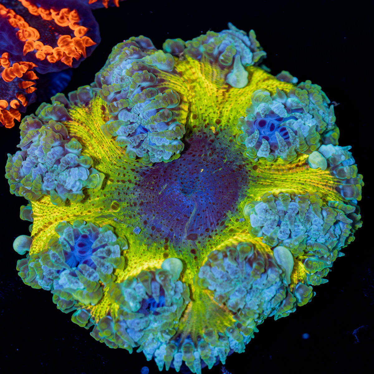 Rock Flower Anemone with colorful oral disc in reef aquarium