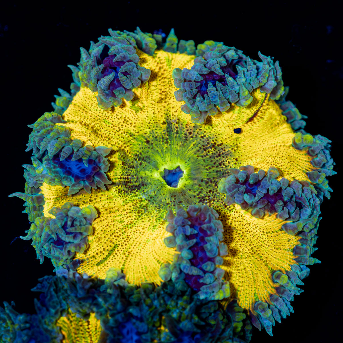 Rock Flower Anemone with colorful oral disc in reef aquarium