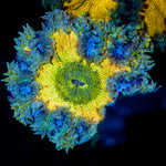 Rock Flower Anemone showcasing its colorful oral disc in reef aquarium