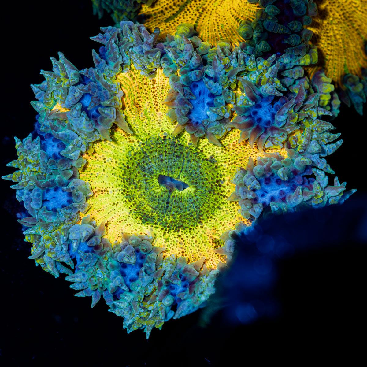 Rock Flower Anemone showcasing its colorful oral disc in reef aquarium