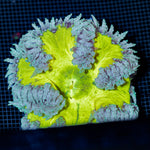 Ultra Rock Flower Anemone with colorful oral disc in reef aquarium