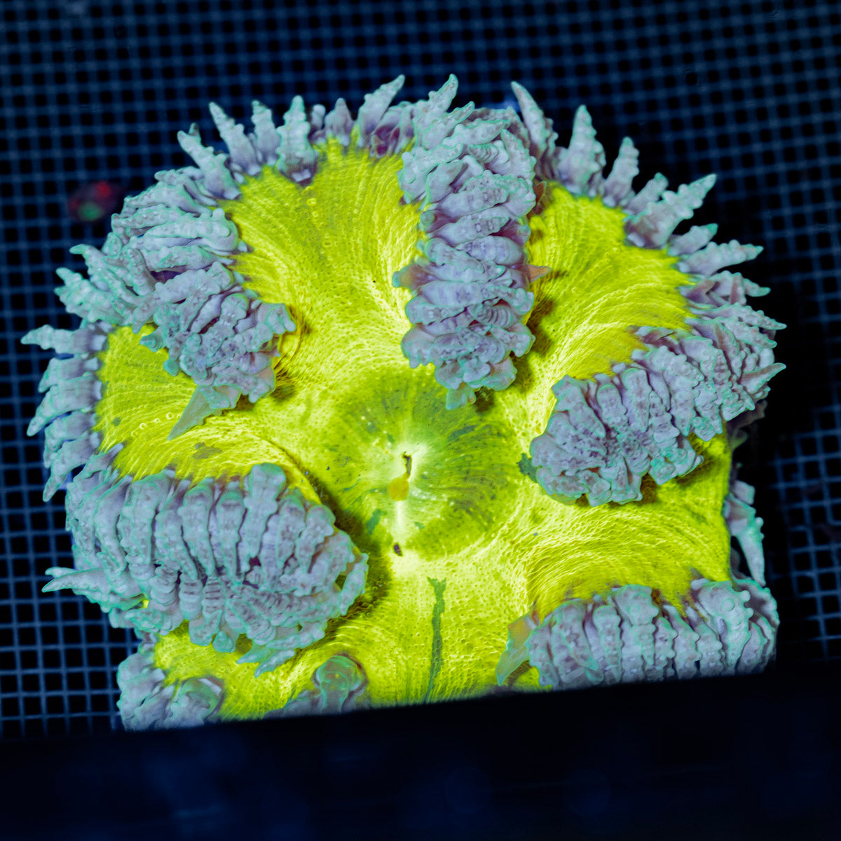 Ultra Rock Flower Anemone with colorful oral disc in reef aquarium