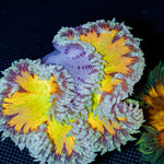 Ultra Rock Flower Anemone with colorful oral disc in reef aquarium