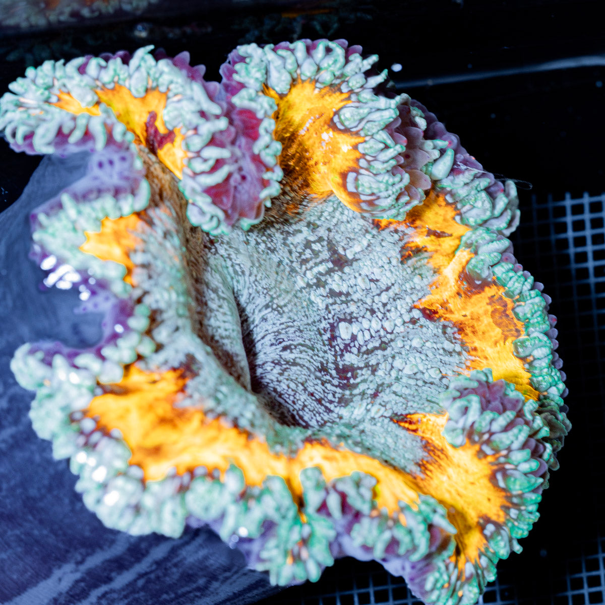 Ultra Rock Flower Anemone with colorful oral disc in reef aquarium