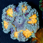 Ultra Rock Flower Anemone with colorful oral disc in reef aquarium