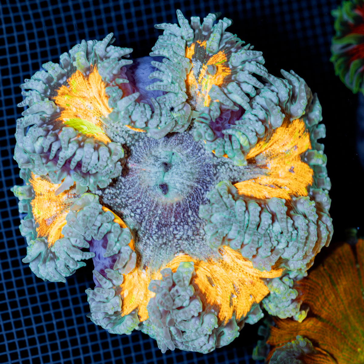Ultra Rock Flower Anemone with colorful oral disc in reef aquarium