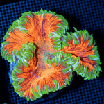 Ultra Rock Flower Anemone with colorful oral disc in reef aquarium