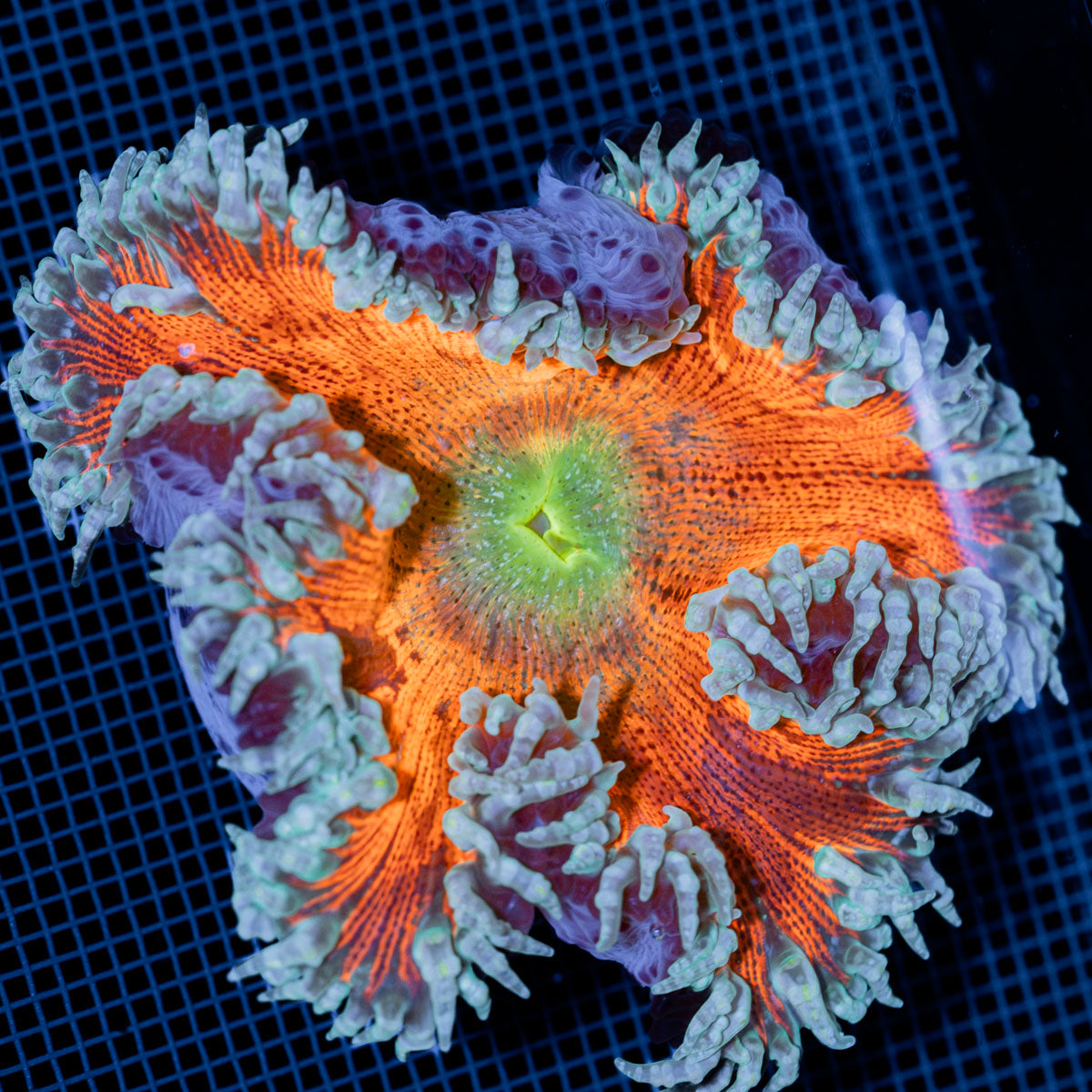 Ultra Rock Flower Anemone with colorful oral disc in reef aquarium