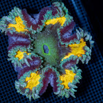 Ultra Rock Flower Anemone with colorful oral disc in reef aquarium