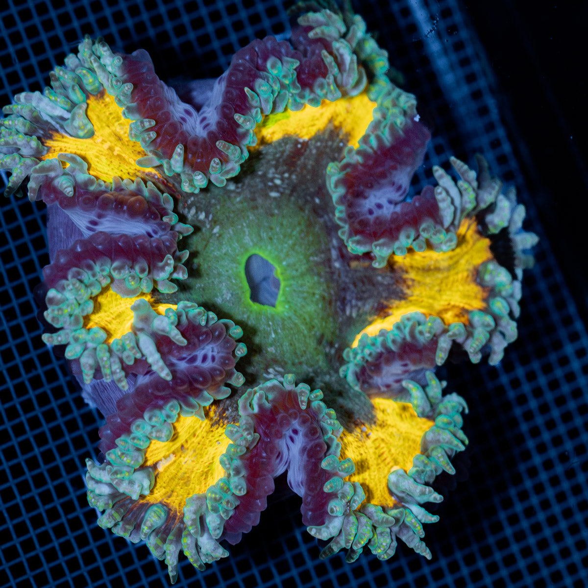 Ultra Rock Flower Anemone with colorful oral disc in reef aquarium