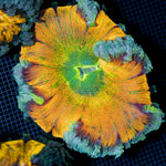 Ultra Rock Flower Anemone with colorful oral disc in reef aquarium