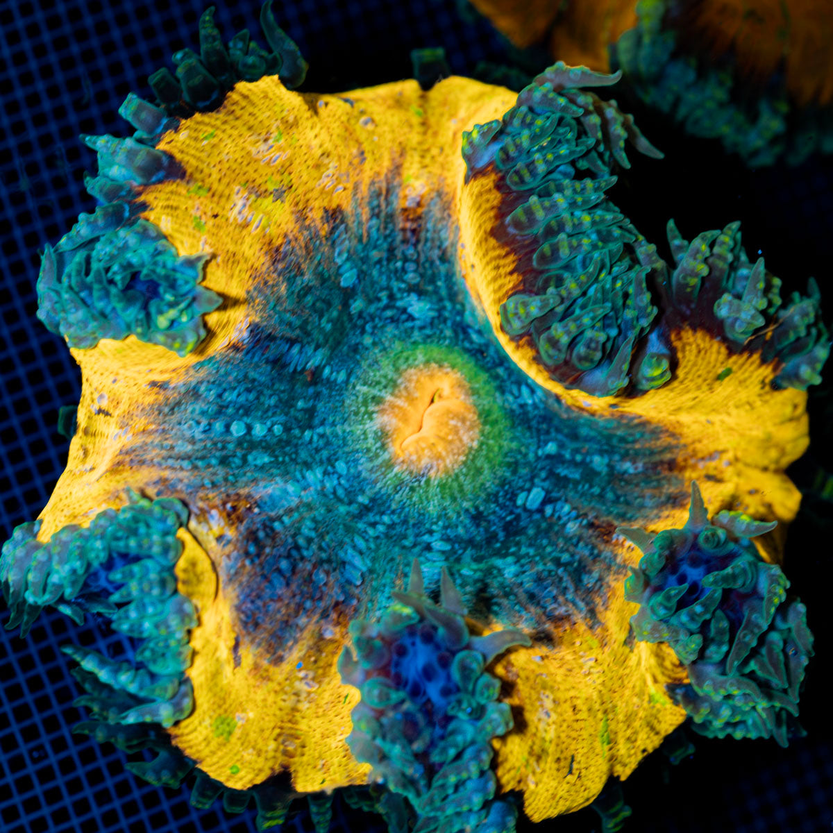 Ultra Rock Flower Anemone with colorful oral disc in reef aquarium