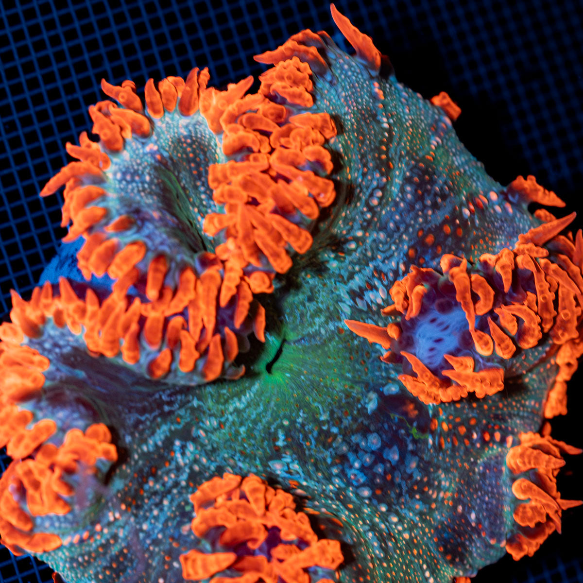 Ultra Rock Flower Anemone with colorful oral disc in reef aquarium