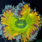 Ultra Rock Flower Anemone showcasing its colorful oral disc in reef aquarium
