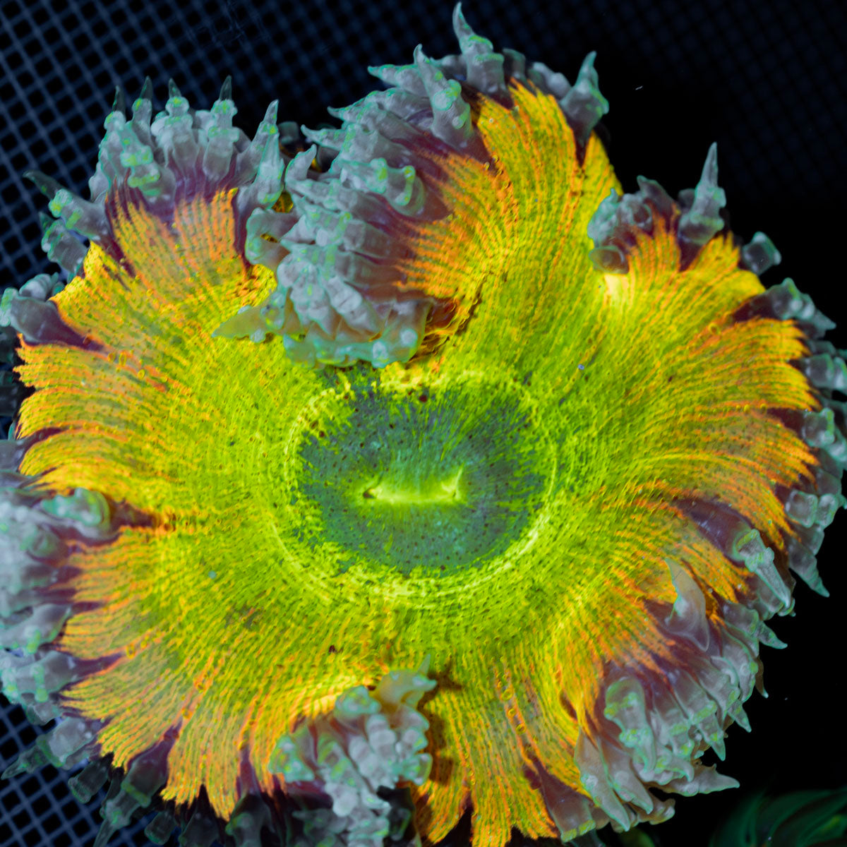 Ultra Rock Flower Anemone showcasing its colorful oral disc in reef aquarium