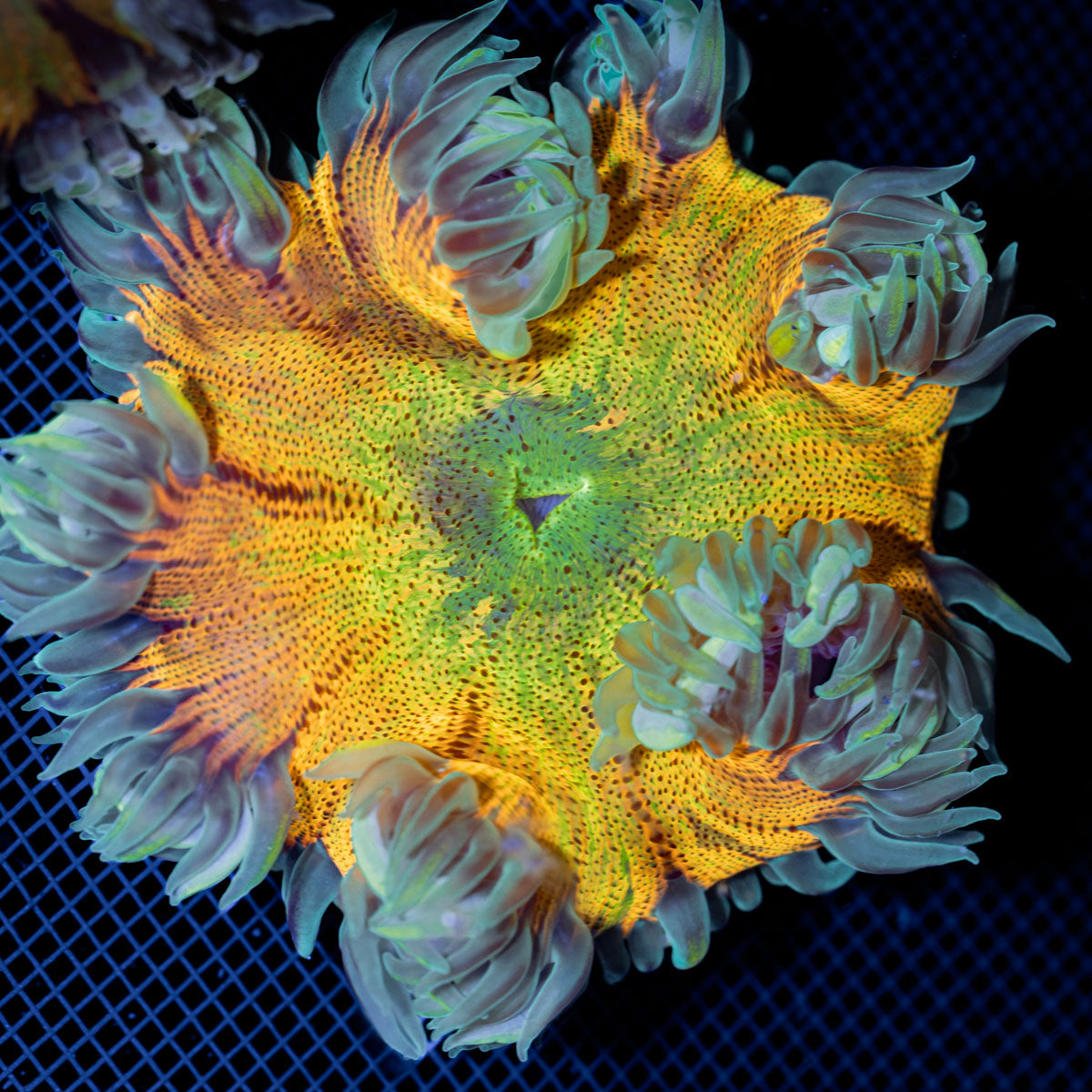 Ultra Rock Flower Anemone with colorful oral disc in reef aquarium