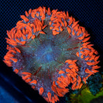 Ultra Rock Flower Anemone with colorful oral disc in reef aquarium