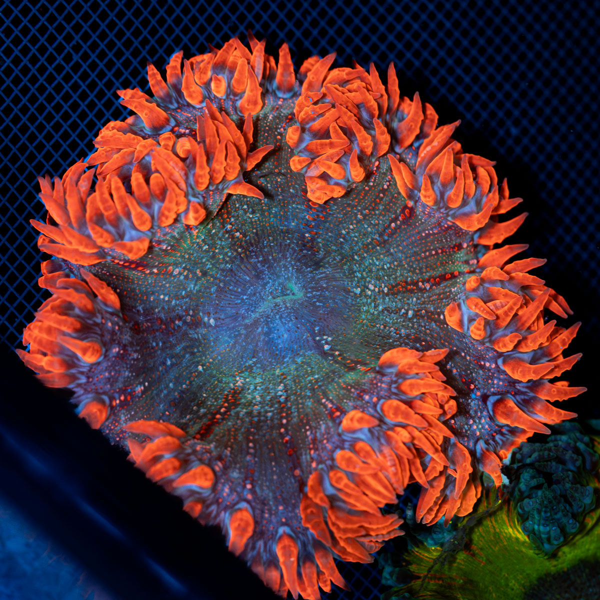 Ultra Rock Flower Anemone with colorful oral disc in reef aquarium