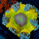 Ultra Rock Flower Anemone with colorful oral disc in reef aquarium