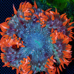 Ultra Rock Flower Anemone with colorful oral disc in reef aquarium