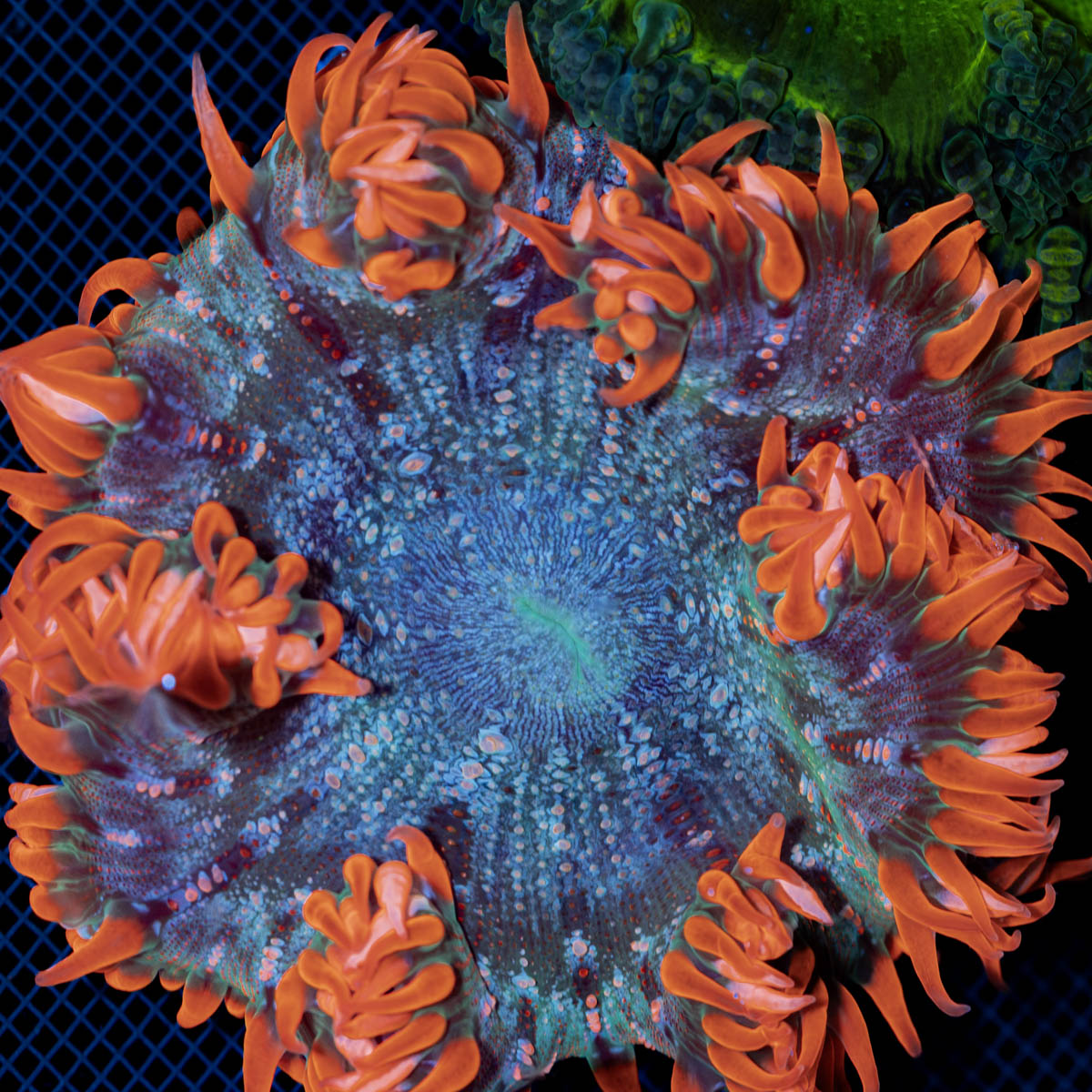 Ultra Rock Flower Anemone with colorful oral disc in reef aquarium