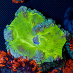 Ultra Rock Flower Anemone with colorful oral disc in reef aquarium
