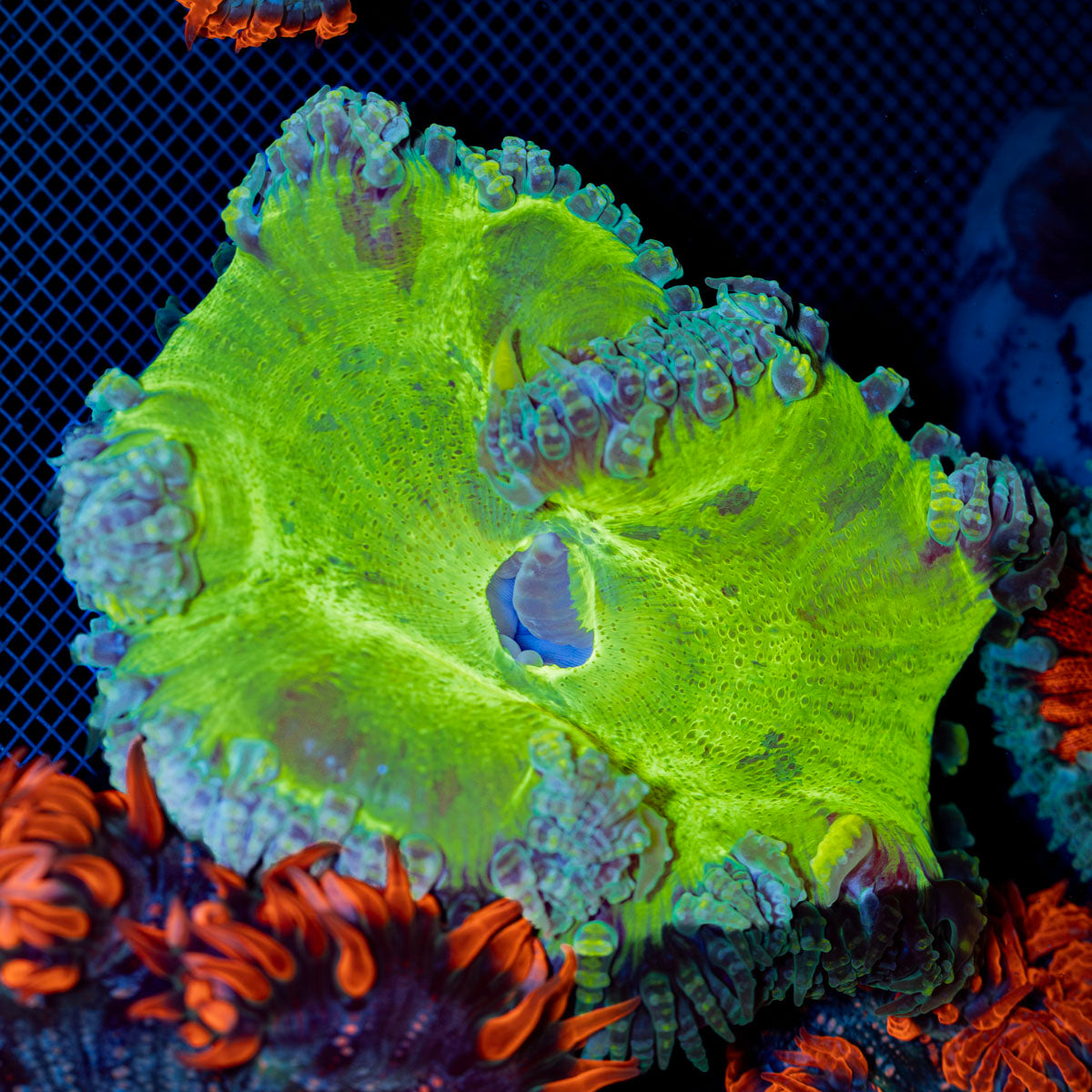 Ultra Rock Flower Anemone with colorful oral disc in reef aquarium