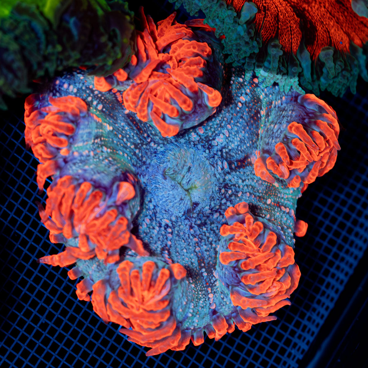 Ultra Rock Flower Anemone with colorful oral disc in reef aquarium