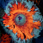 Ultra Rock Flower Anemone with colorful oral disc in reef aquarium