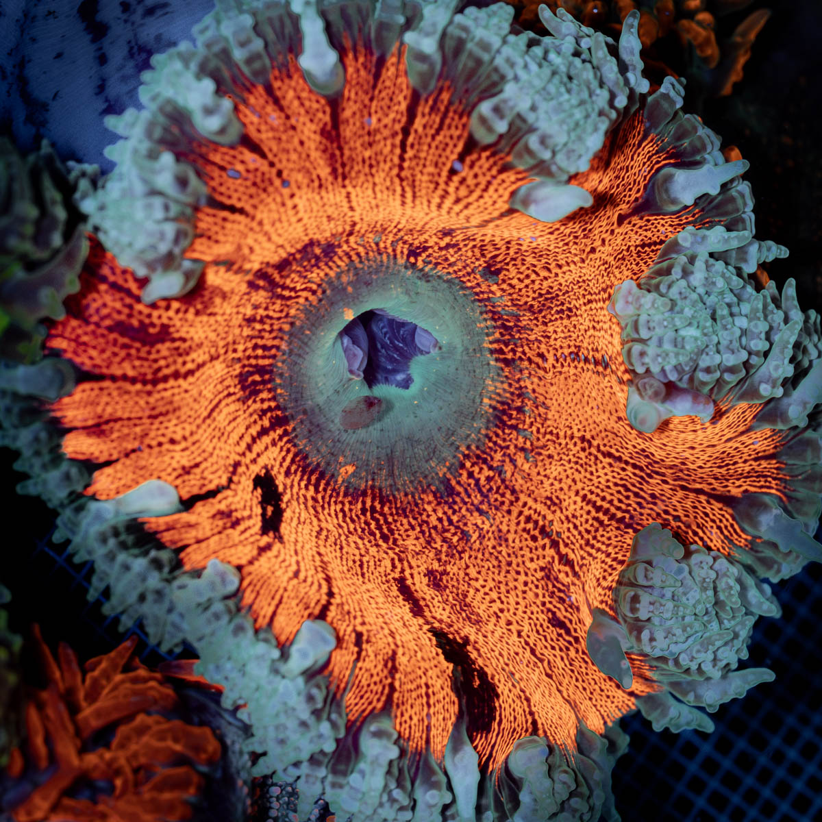 Ultra Rock Flower Anemone with colorful oral disc in reef aquarium