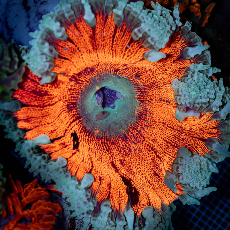 Ultra Rock Flower Anemone with colorful oral disc in reef aquarium