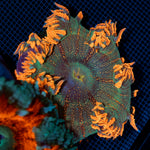 Ultra Rock Flower Anemone with colorful oral disc in reef aquarium