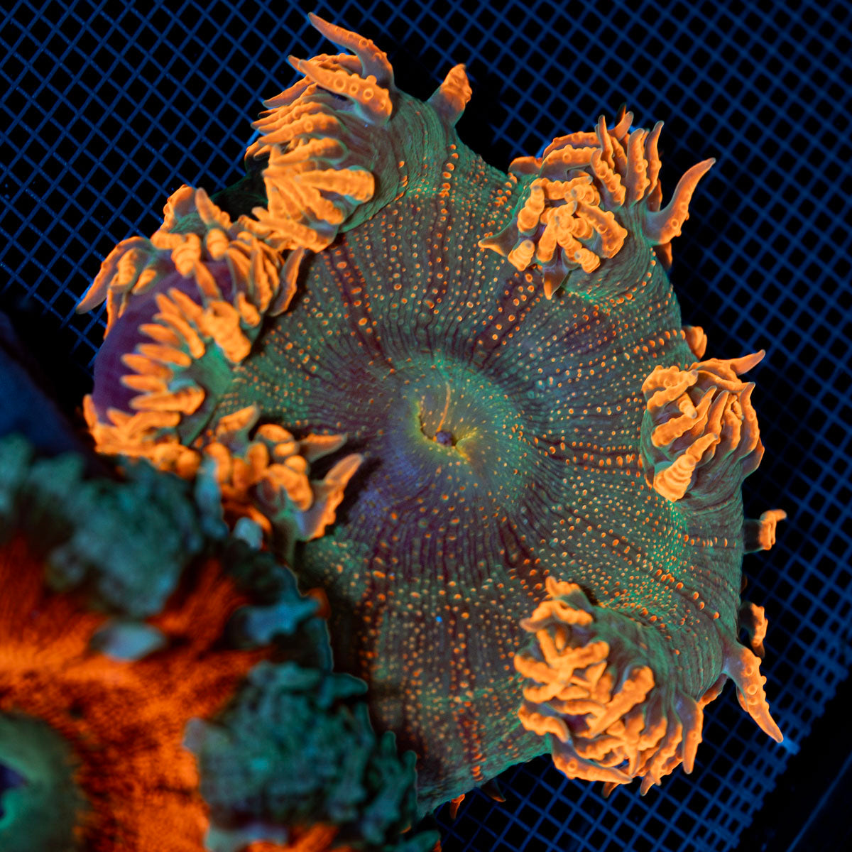 Ultra Rock Flower Anemone with colorful oral disc in reef aquarium