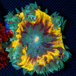 Ultra Rock Flower Anemone with colorful oral disc in reef aquarium