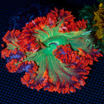 Ultra Rock Flower Anemone with colorful oral disc in reef aquarium