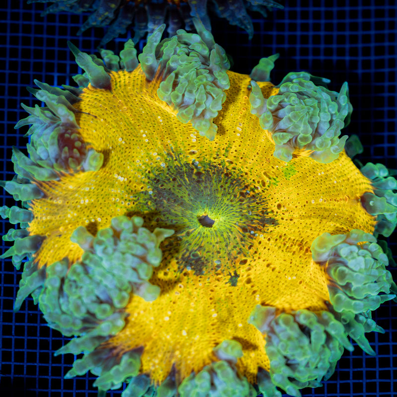 Ultra Rock Flower Anemone with colorful oral disc in reef aquarium