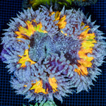 Ultra Rock Flower Anemone with colorful oral disc in reef aquarium