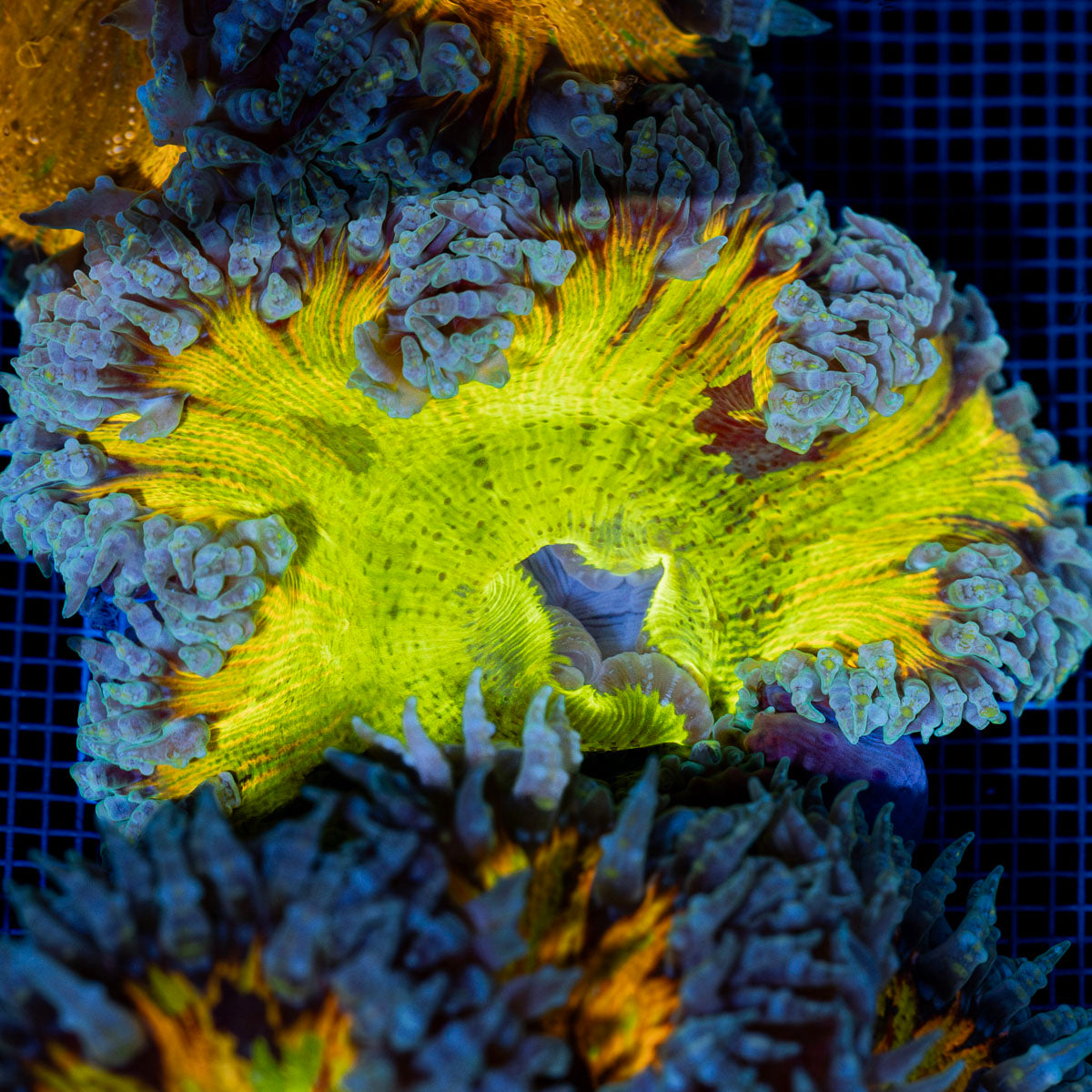Ultra Rock Flower Anemone with colorful oral disc in reef aquarium
