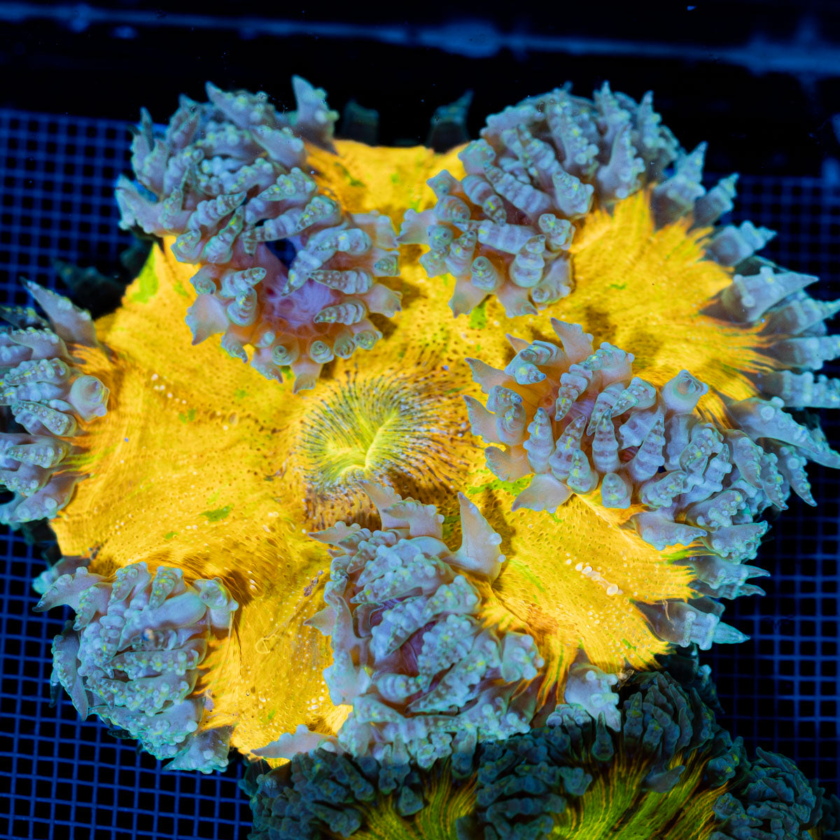 Ultra Rock Flower Anemone with colorful oral disc in reef aquarium