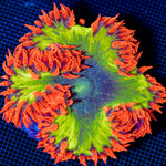 Ultra Rock Flower Anemone with colorful oral disc in reef aquarium